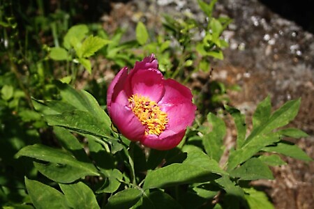 Sentiero delle Peonie e Alpe del Colletto