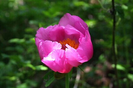 Sentiero delle Peonie e Alpe del Colletto