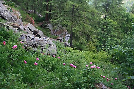 Sentiero delle Peonie e Alpe del Colletto