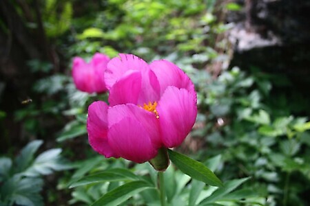 Sentiero delle Peonie e Alpe del Colletto