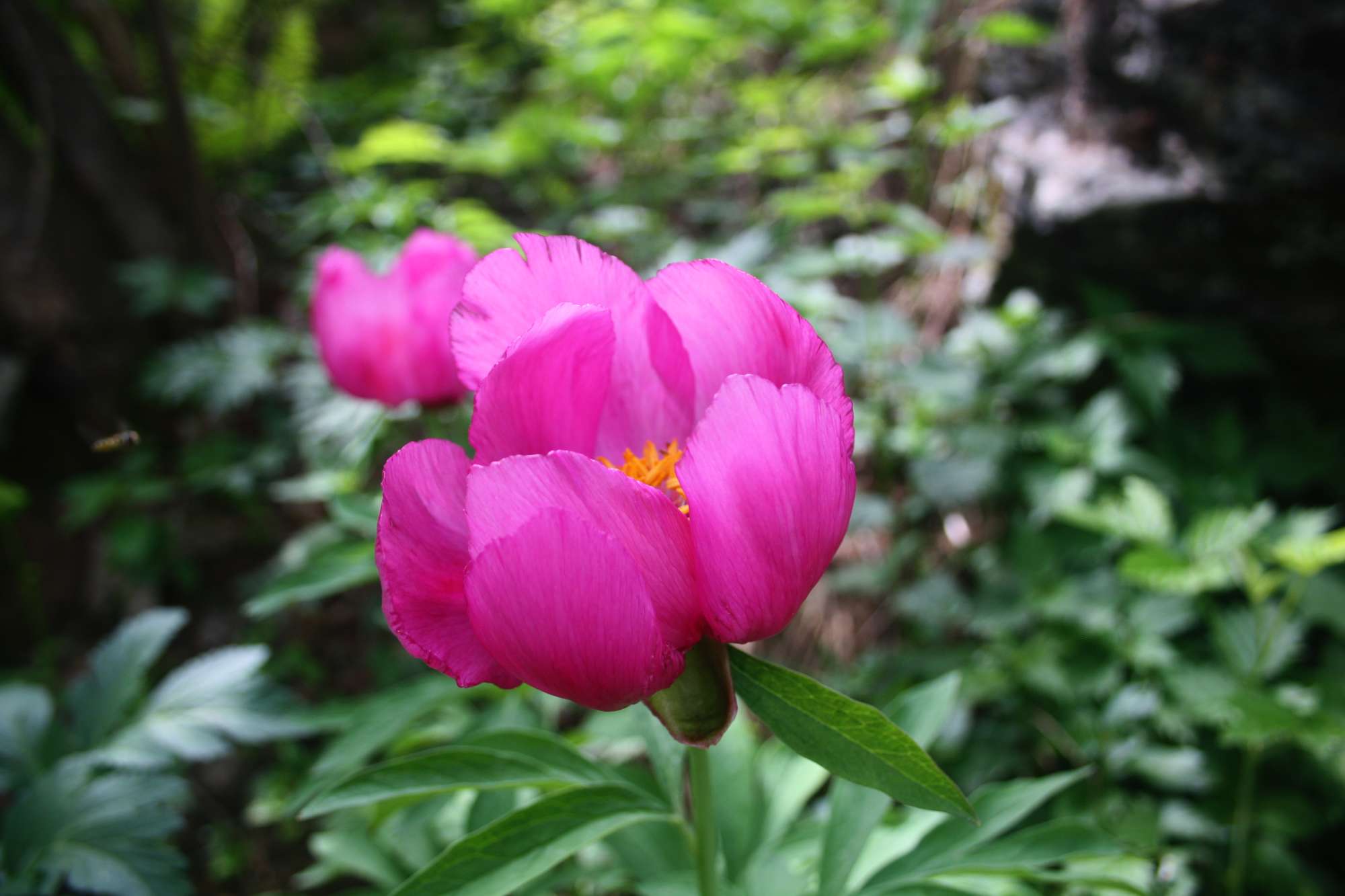 Sentiero delle Peonie e Alpe del Colletto
