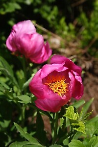 Sentiero delle Peonie e Alpe del Colletto